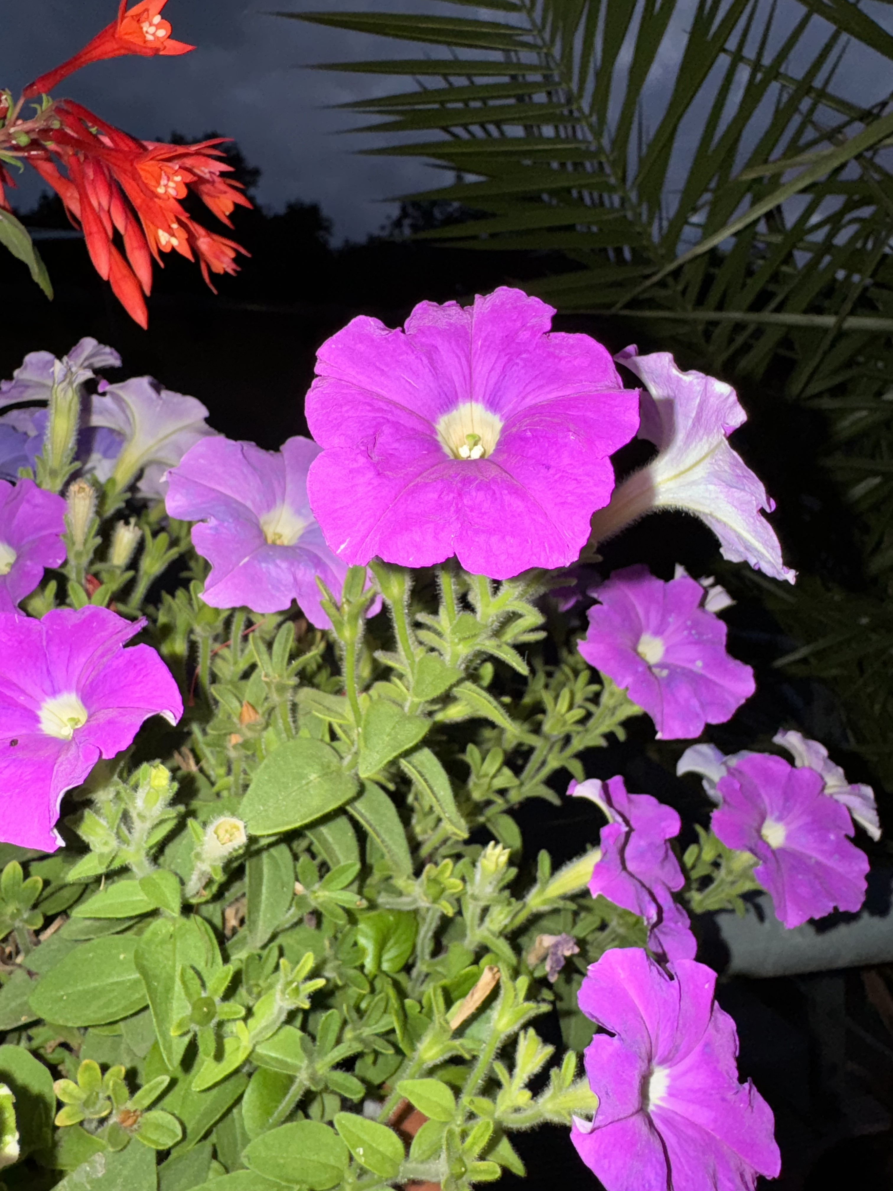 Petunia